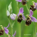 Schnepfen-Ragwurz (Ophrys scolopax)